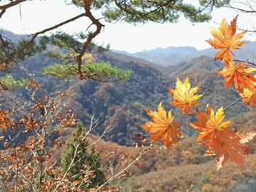 格冬节直播与私家侦探价格揭秘